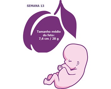 Ilustração indicando o tamanho esperado do feto na 13ª semana de gestação